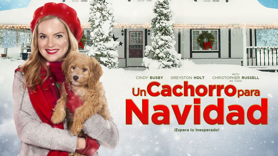 como se consigue un cachorro para navidad