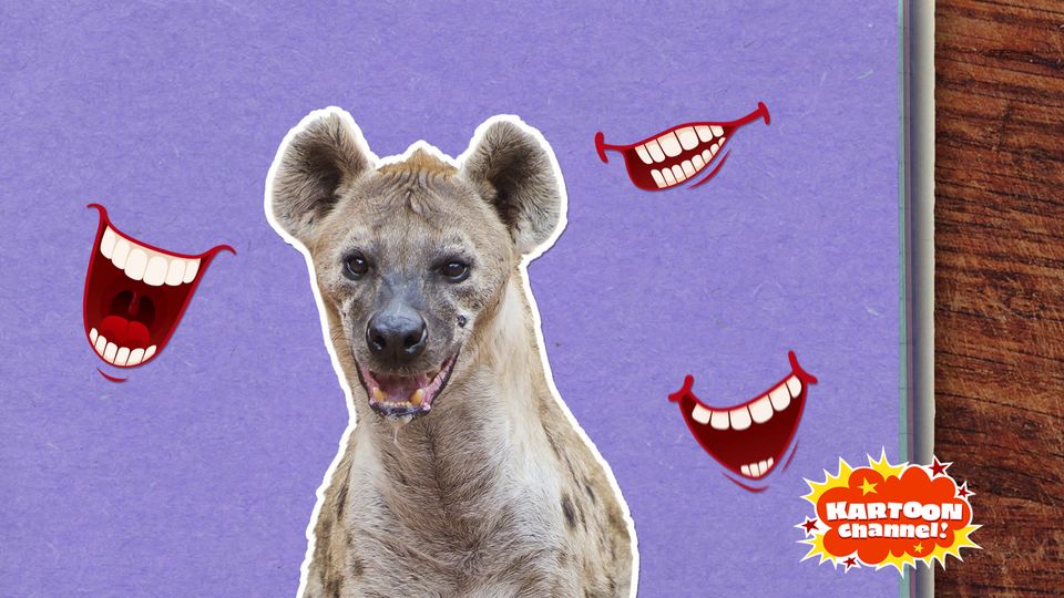 hyena laugh