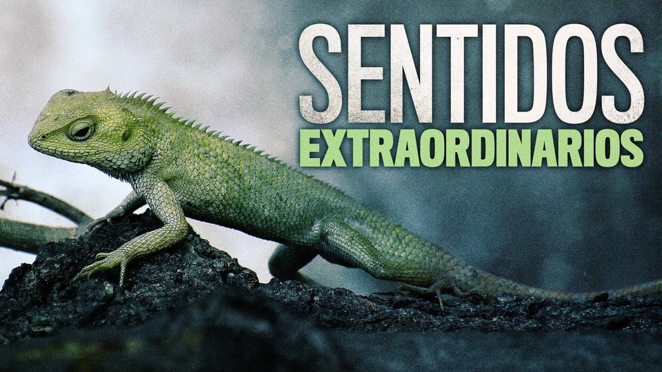 Sentidos Extraordinarios